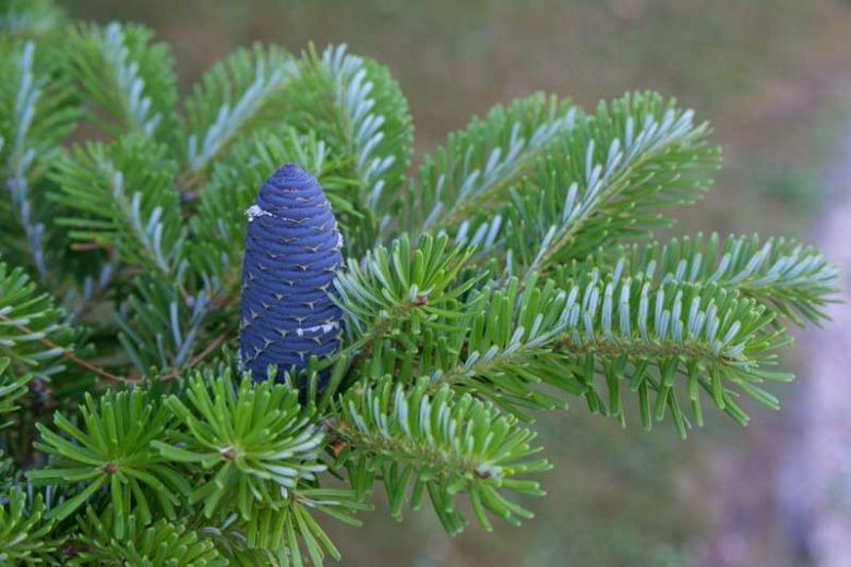Abies koreana 